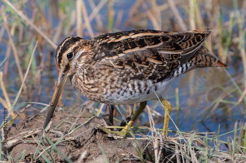 Common snipe at Cley Marshes, Norfolk, England photo