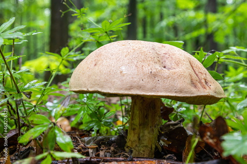 edible mushroom in the autumn forest, Borovik mushroom in the forest