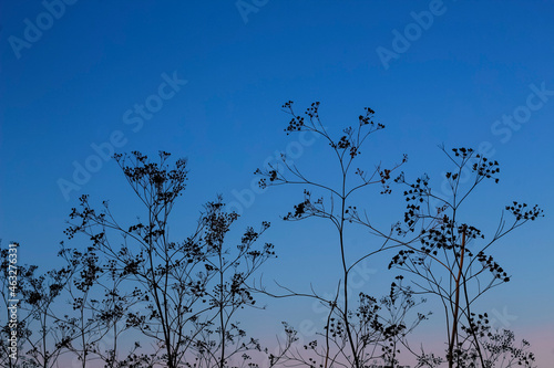 Old, withered flowers of a dry plant on a sunset background.