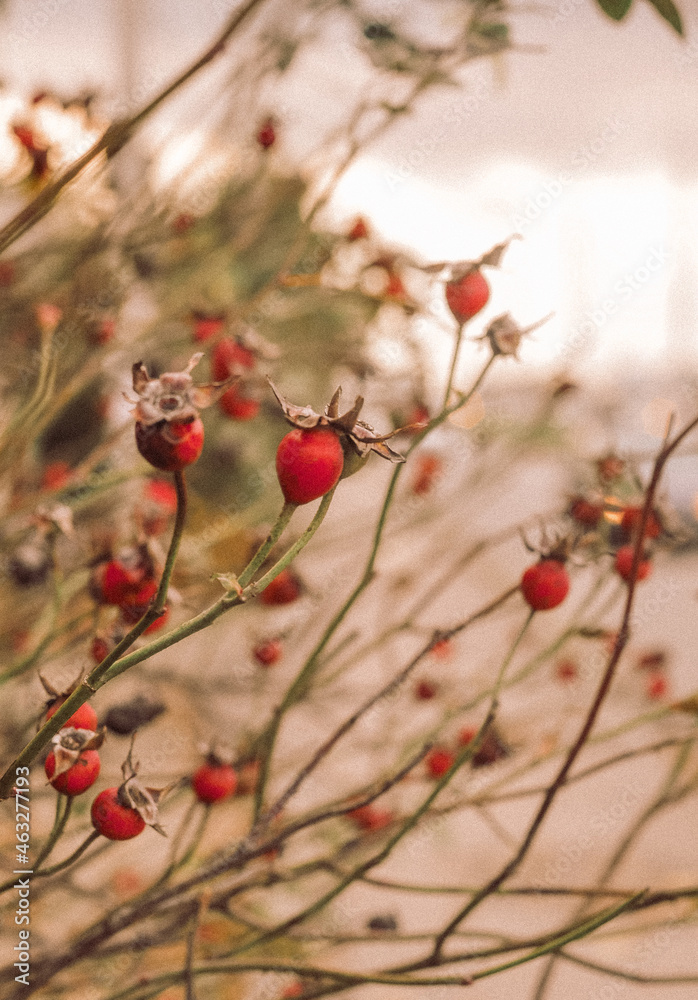 red rosehip red rosehip