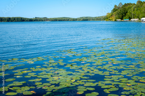 Water lilies or Nymphaeaceae floating on lake water in late summer on a beautiful Minnesota lake.