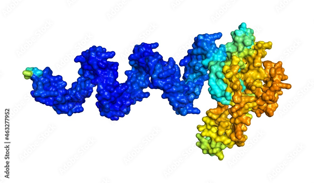3D rendering of Zinc finger protein 77 as predicted by alphafold and colored according to confidence in the model. 