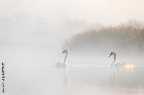 Fototapeta Naklejka Na Ścianę i Meble -  Beautiful autumn foggy morning on tha lake with swans near my house