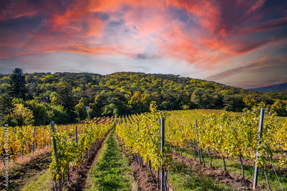green vineyards rows at sunset