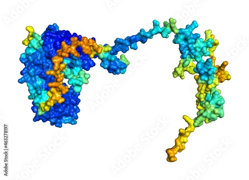 3D rendering of U4/U6 small nuclear ribonucleoprotein Prp31 as predicted by alphafold and colored according to confidence in the model.  photo