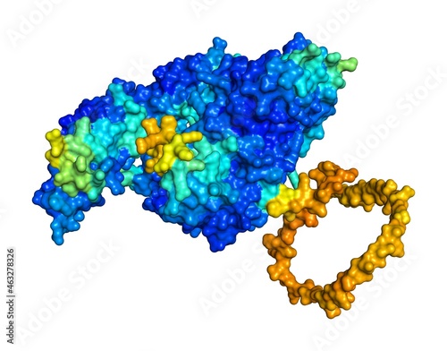 3D rendering of Ribosome-releasing factor 2, mitochondrial as predicted by alphafold and colored according to confidence in the model.  © JeanMarc