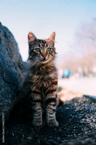 cute stray cat