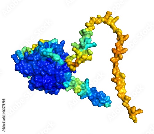 3D rendering of Transmembrane protease serine 12 as predicted by alphafold and colored according to confidence in the model.  photo