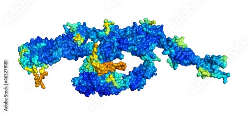 3D rendering of Hemicentin-2 as predicted by alphafold and colored according to confidence in the model.  photo