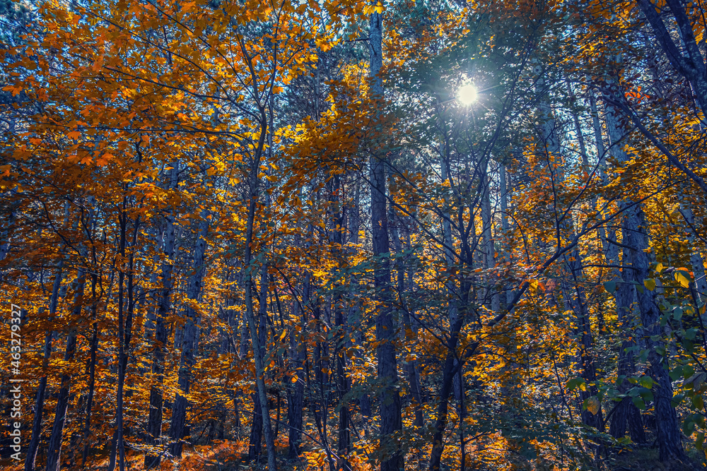 Fototapeta premium colorful autumn forest