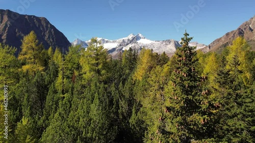 Forest landscape. overflight with drone