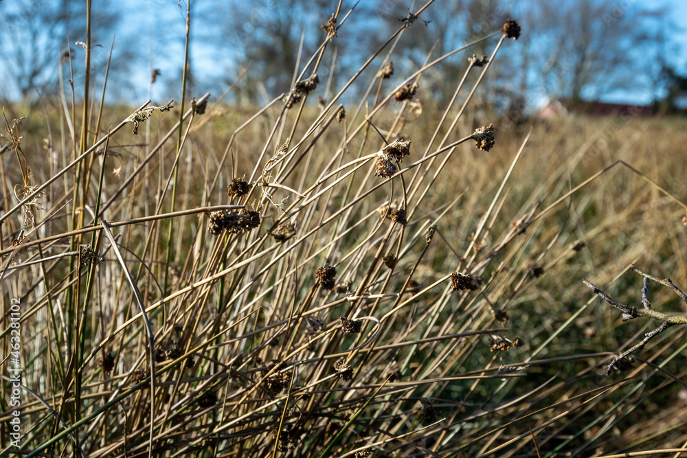 Fototapeta premium reeds in the wind