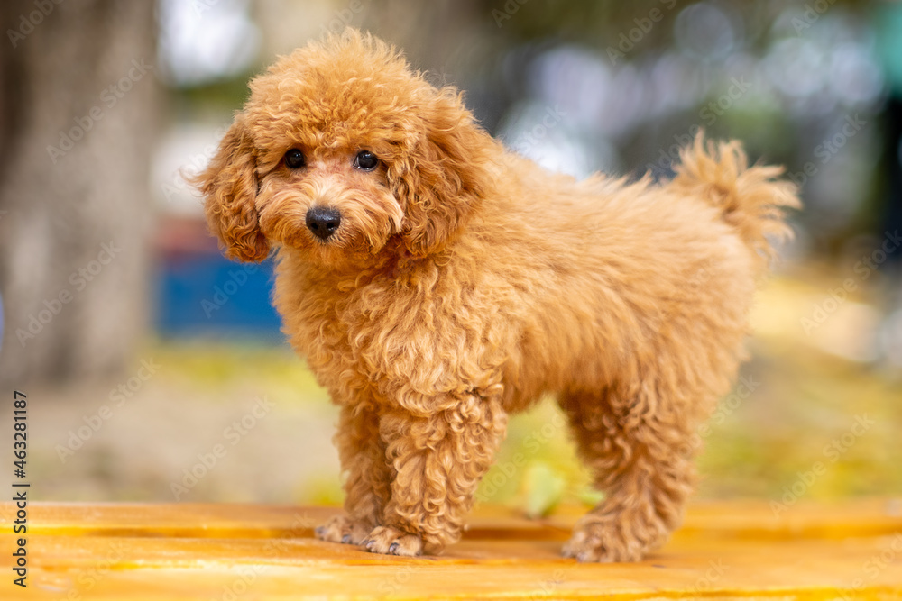 A red poodle puppy stands on a bench in the park, autumn yellow shades. A red poodle puppy stands on a bench in the park, autumn yellow shades.