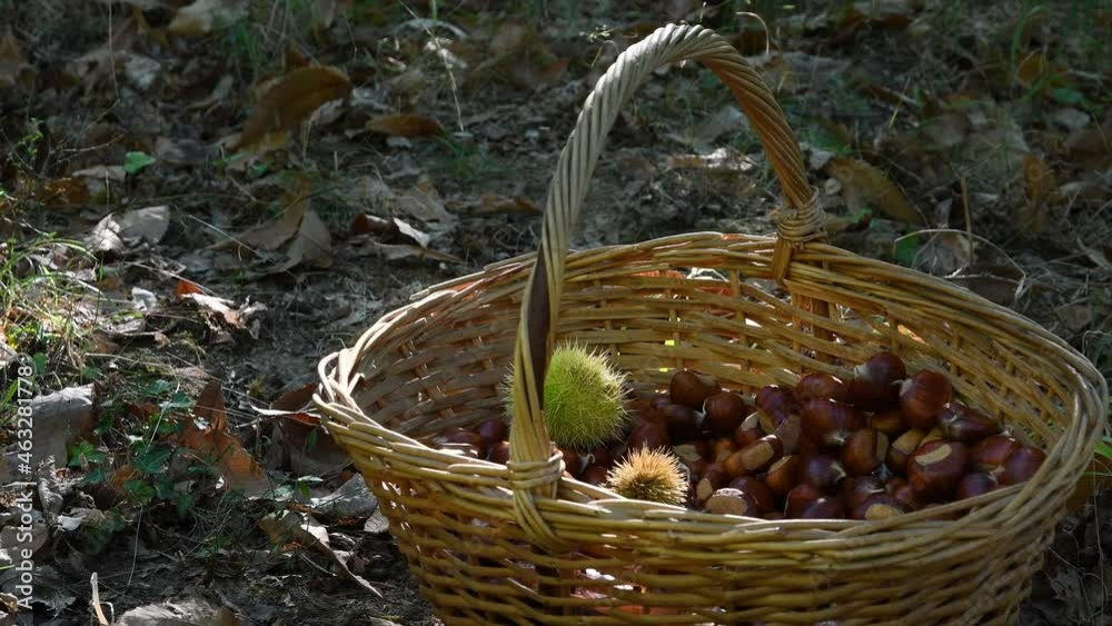Chestnuts in a wicker basket. Autumn season. Harvest time. Typical fresh autumn fruits. Chestnuts in a wicker basket. Autumn season. Harvest time. Typical fresh autumn fruits.