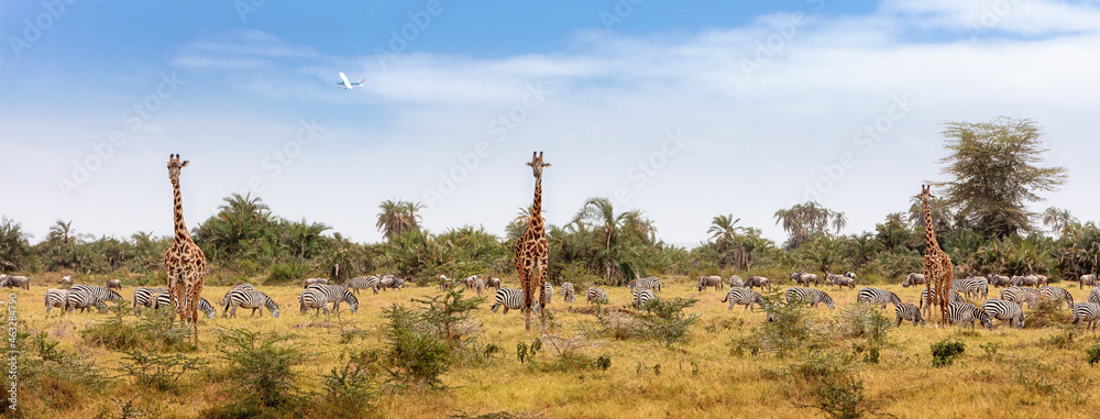 Fototapeta premium African Safari Animals Web Banner