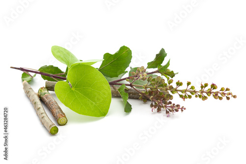 Macro closeup of organic Gulvel or Giloy  (Tinospora cordifolia) herb with organic holy basil (Ocimum tenuiflorum) fresh green leaf and stem isolated over white background photo