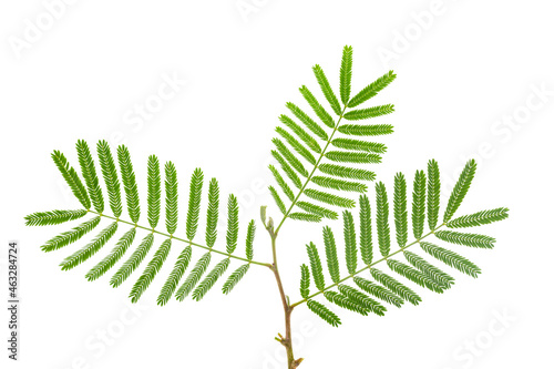 Konstfotografi Closeup of religious flower of  prosopis cineraria, also known as Ghaf or shami,