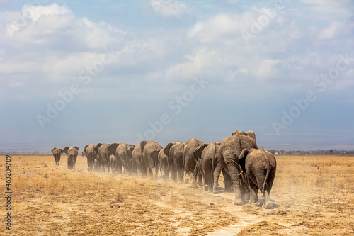 Canvas Print African Elephants Walking Away in a Line