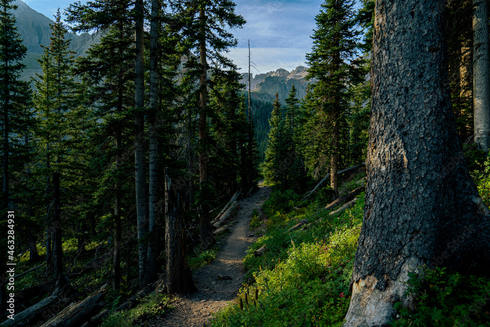 Fototapeta premium forest in autumn