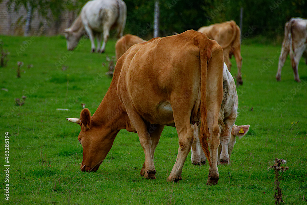 Brown cow graze in a meadow, Latvia.