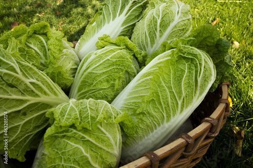 Peking cabbage harvest (l. Brassica rapa subsp.pekinensis), it is also Chinese cabbage, or petsai, or salad 