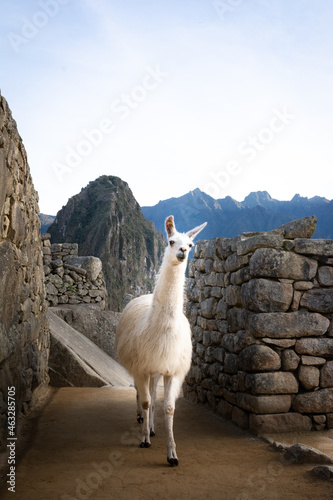 White llama © Alberto