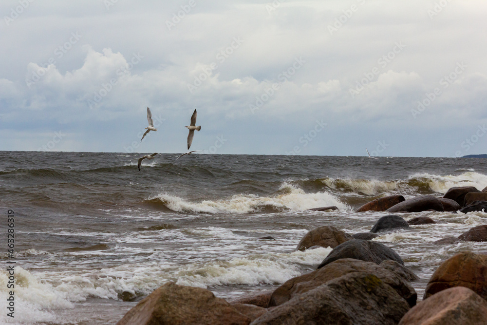 Sea, seagulls and rocks. Power of nature.