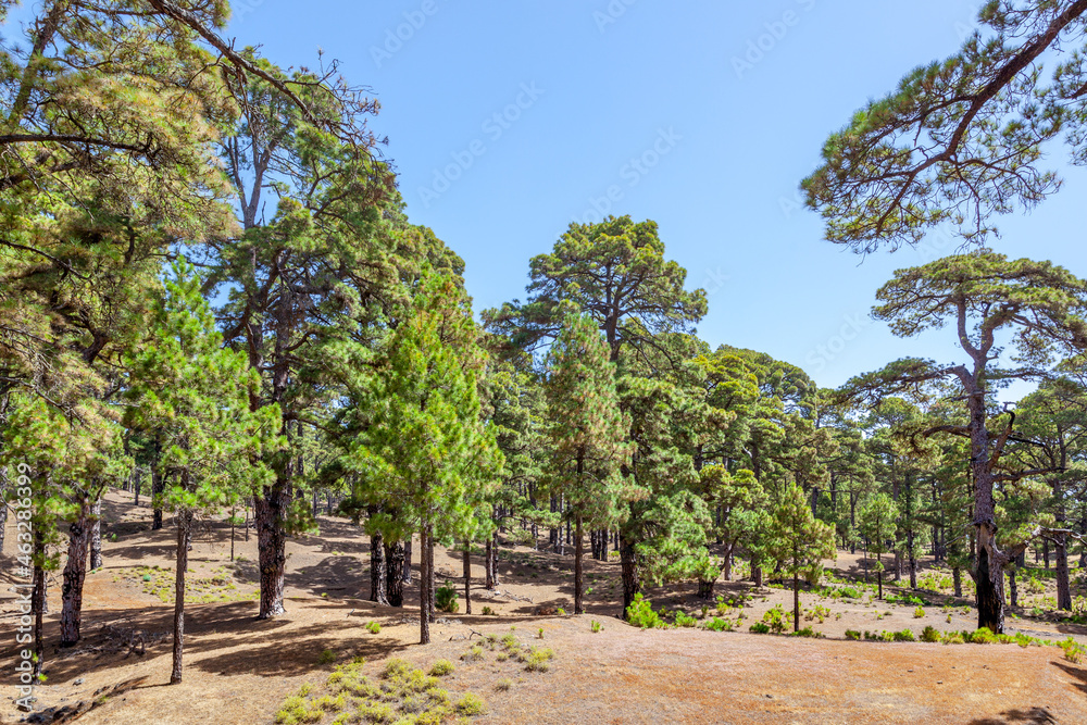 Relict pine tree forest in El Hierro Island