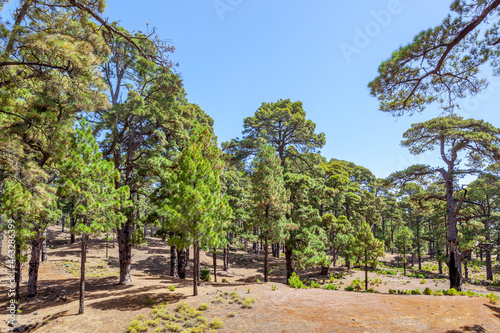 Relict pine tree forest in El Hierro Island photo