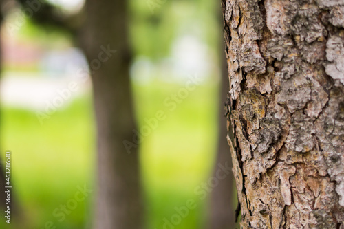 edge of a tree