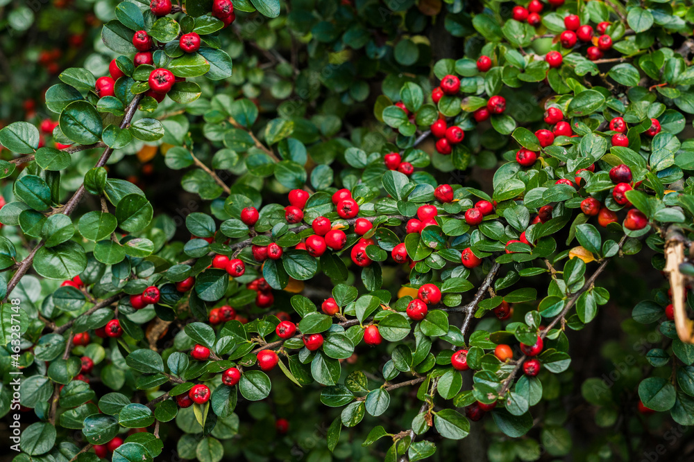 Obraz premium rowanberry