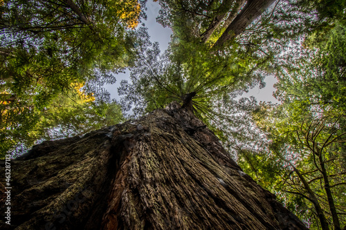 VIEW UP FROM BASE OF GIANT REWOOD TREE REDWOOD NATIONAL PARK CALIFORNIA