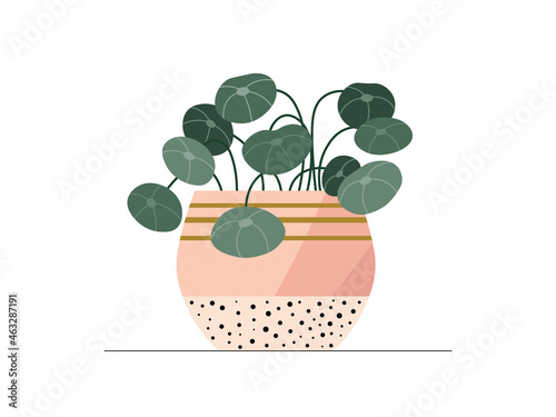 Flat chinese money plant in a pot illustration. Vector fang shui money plant isolated color icon on white background. Minimal floral flat illustration of green chinese money leaves for modern design.
