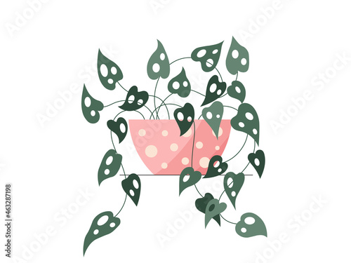 Flat monstera plant in a pot illustration. Vector monstera plant isolated color icon on white background. Minimal floral flat illustration of elegant green monstera leaves for trendy modern design. 