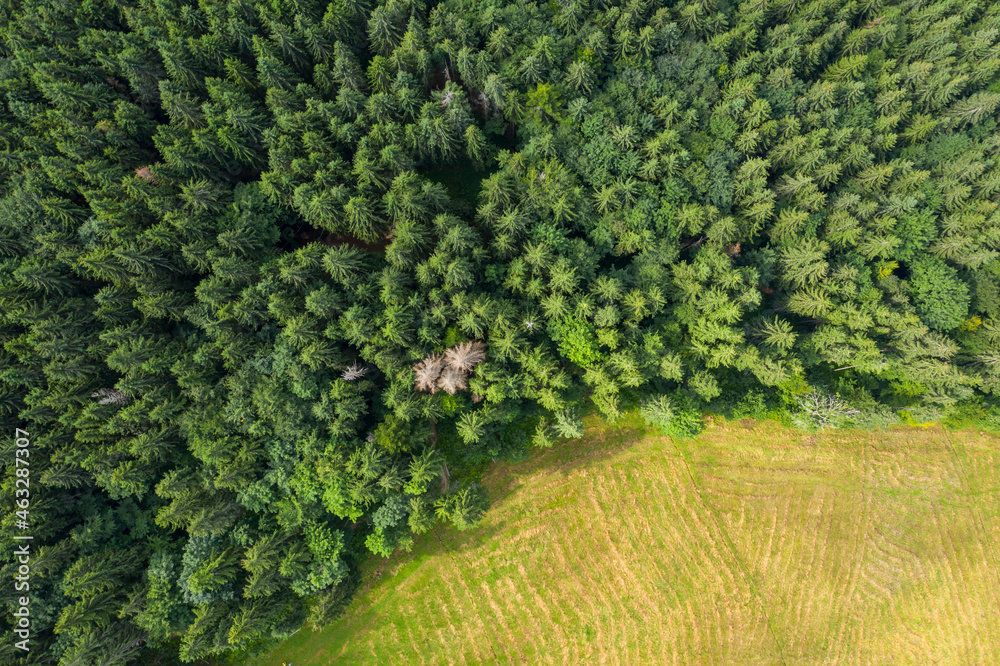 Top view of centuries old Carpathian forest trees, Drone photography. aerial view. 