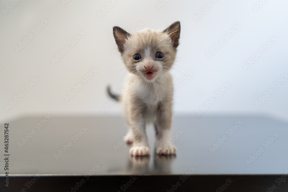 Fototapeta premium Little kitten