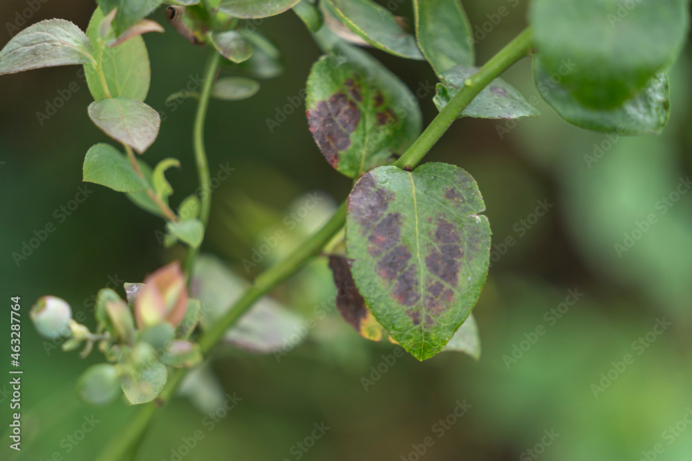 Fototapeta premium Delicious, fresh and colorful organic blueberries