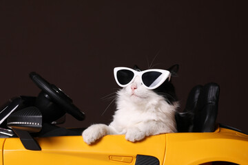 Funny cat with sunglasses in toy car against brown background