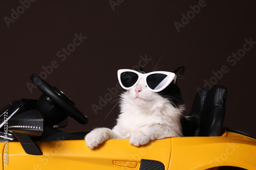 Funny cat with sunglasses in toy car against brown background