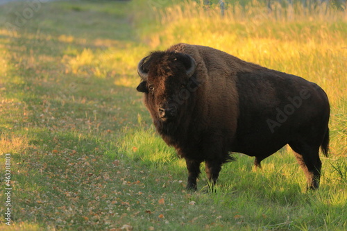 Bison standing in a field with low sun looking at camera photo