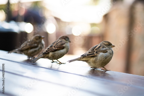 Urban sparrows in a cafe on the table.