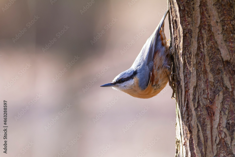 sitta europeae European nuthatch perched in close view sitta europeae European nuthatch perched in close view