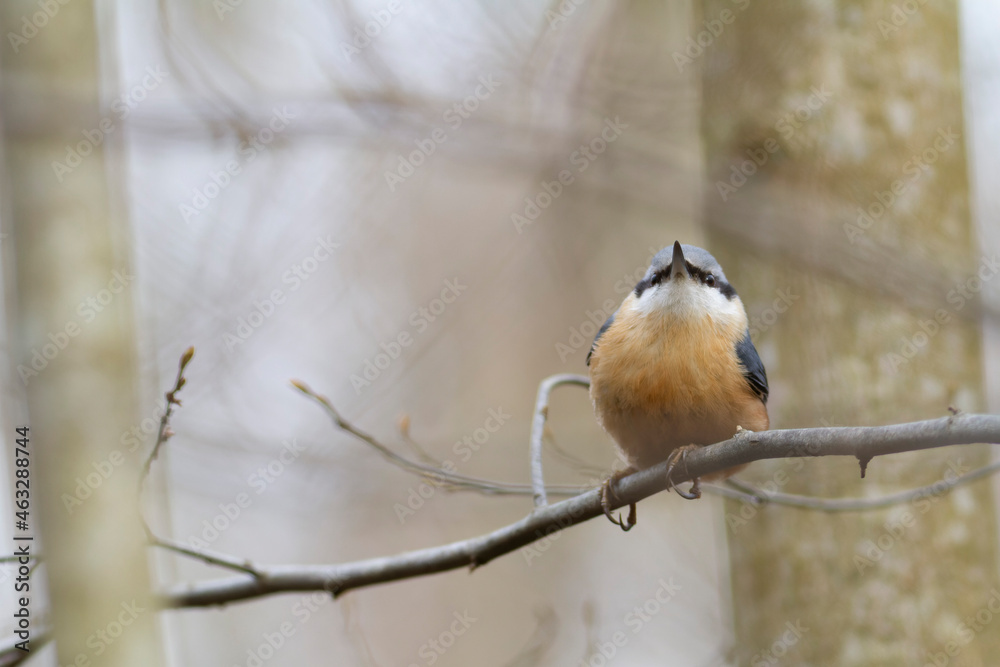 sitta europeae European nuthatch perched in close view sitta europeae European nuthatch perched in close view