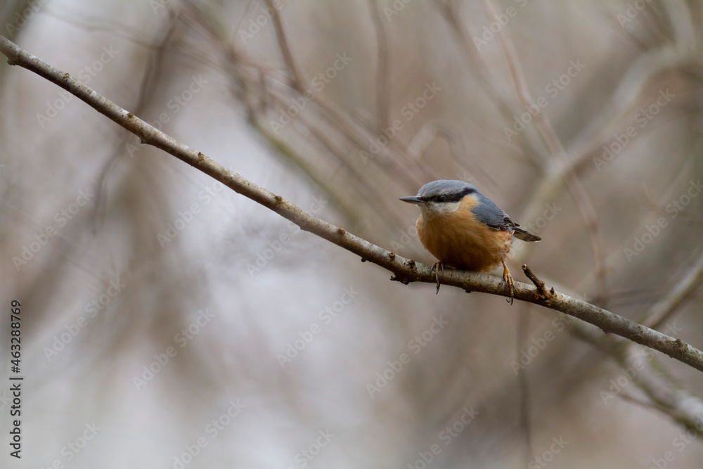 sitta europeae European nuthatch perched in close view sitta europeae European nuthatch perched in close view