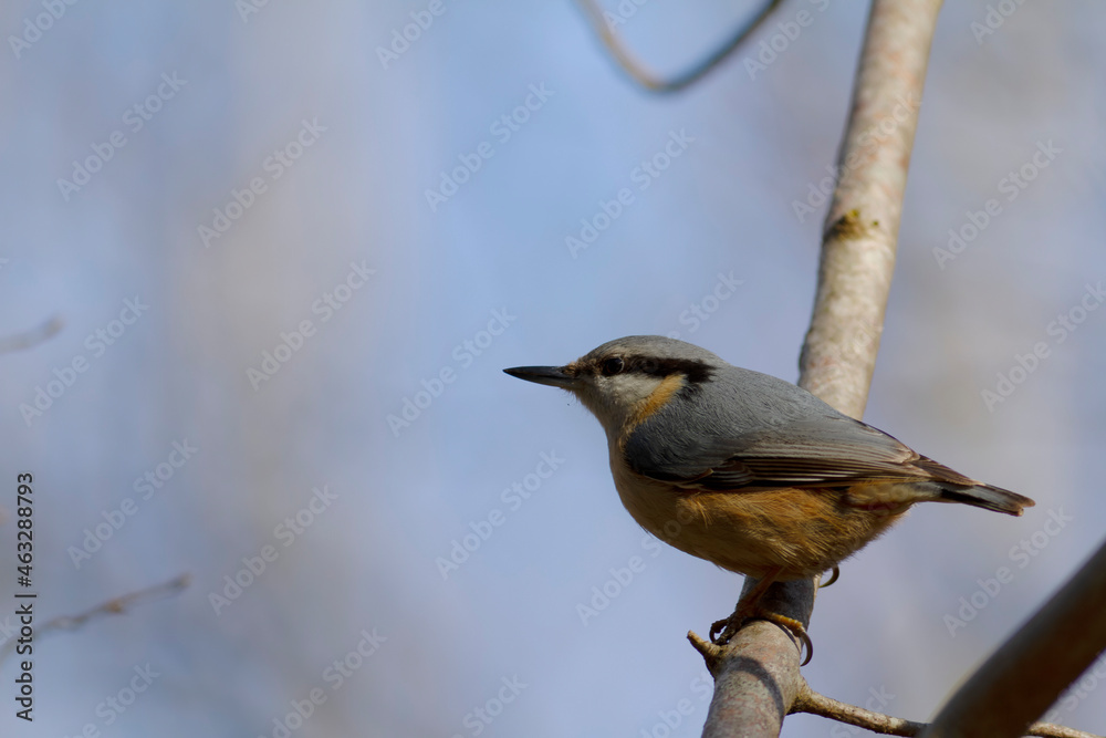 sitta europeae European nuthatch perched in close view sitta europeae European nuthatch perched in close view