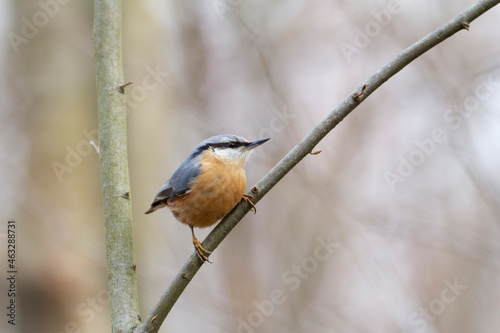 sitta europeae European nuthatch perched in close view