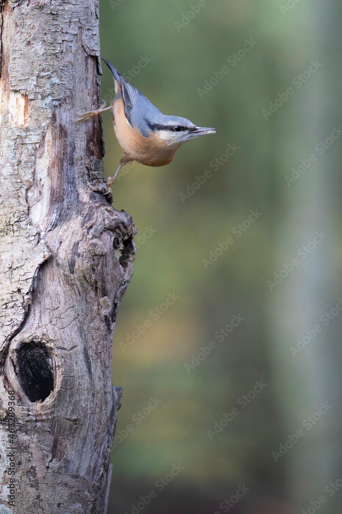 sitta europeae European nuthatch perched in close view sitta europeae European nuthatch perched in close view