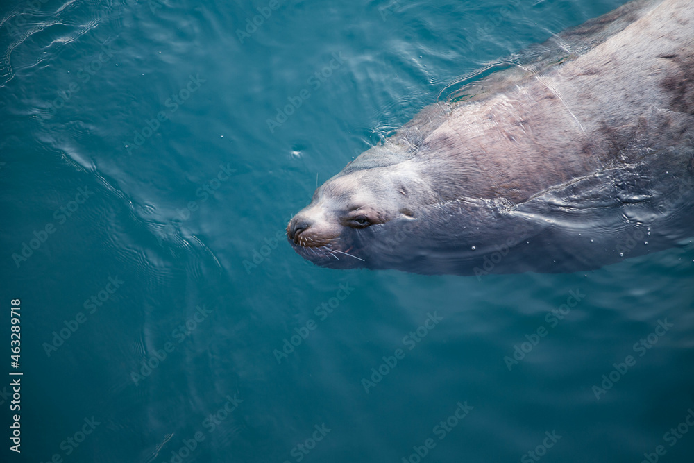 stellar sea lion in blue water 