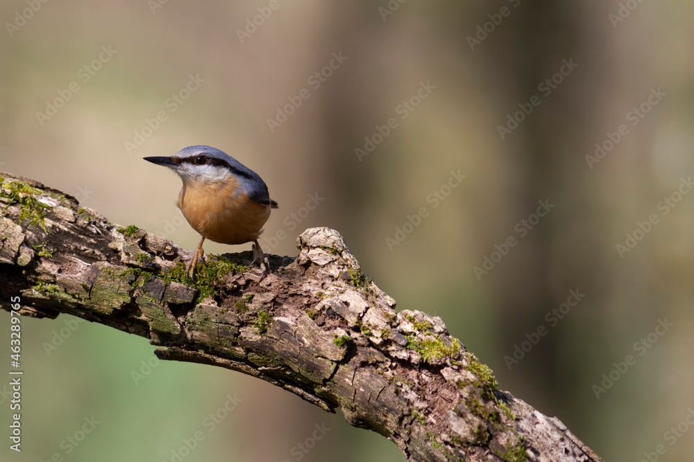 sitta europeae European nuthatch perched in close view sitta europeae European nuthatch perched in close view