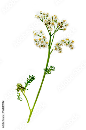 Achillea millefolium Medicinal plant- healthcare and medicinal